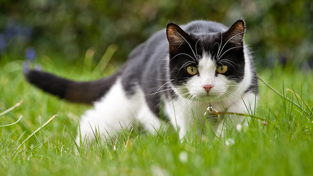a cat in hunting mode